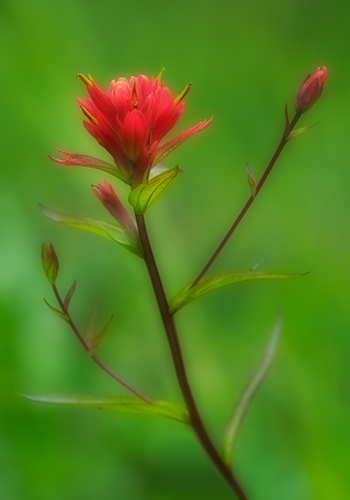 Scarlet Paintbrush