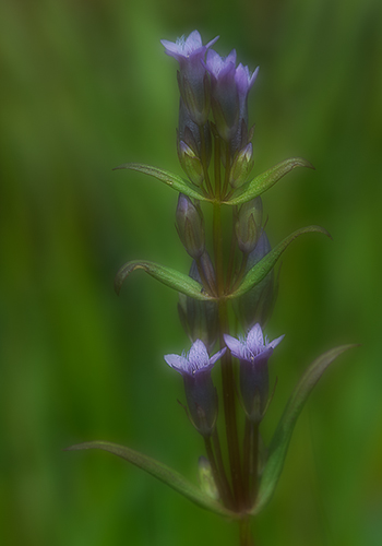 Northern Gentian - Floral Staircase