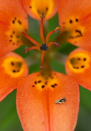 Grasshopper on Lily