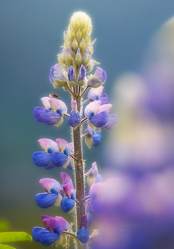 Blue-pod Lupine