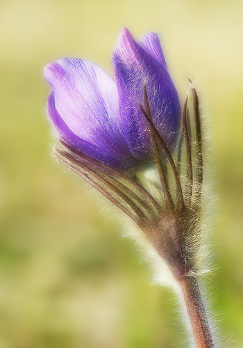 Prairie Crocus: Early Bloomer