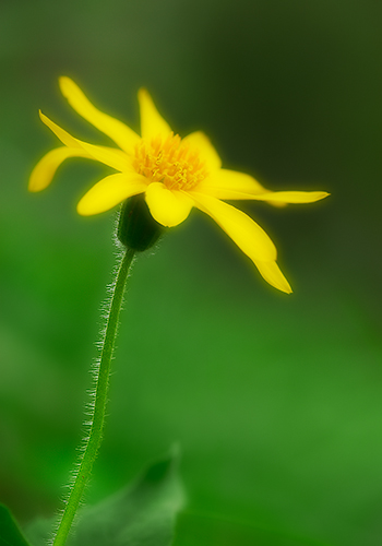 Heart-leaved Arnica in Forest Shade