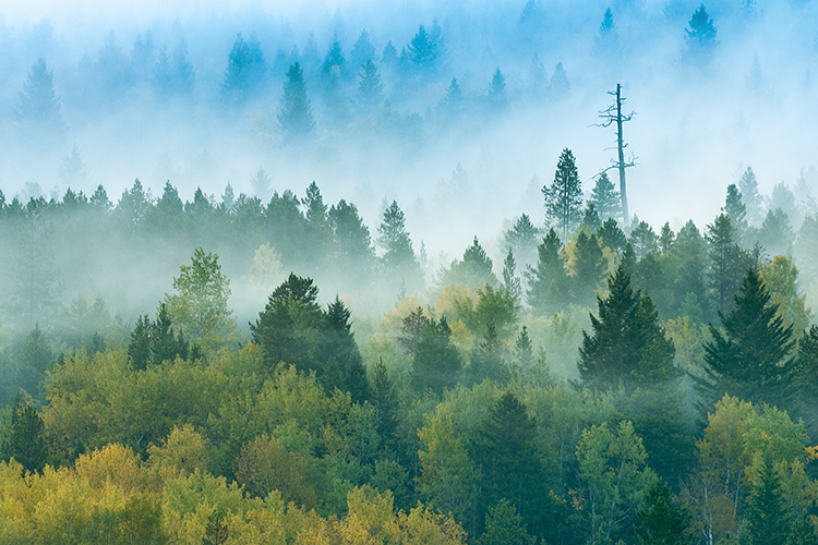 Findlay's Foggy Forest