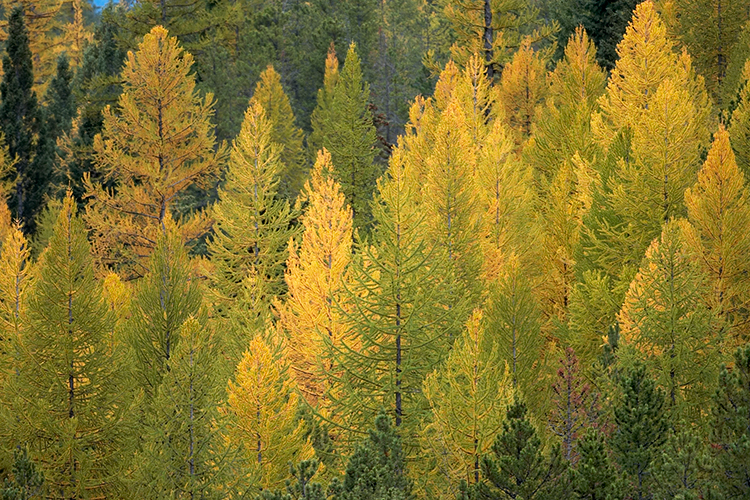 Mixed Conifers in Autumn