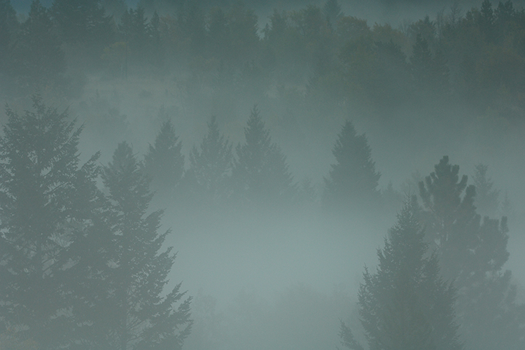 Fir and Fog