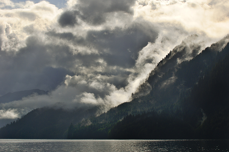 Rainforest Skies