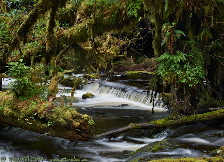 Gwaii Haanas Garden of Chaos & Beauty