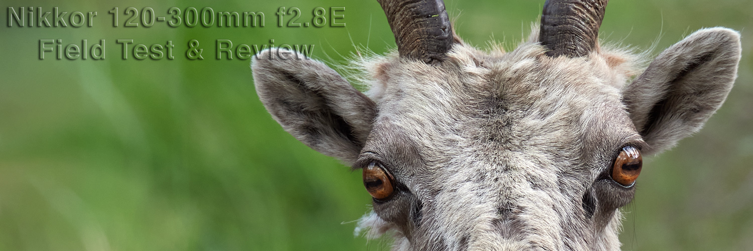 Natural Art Images: Brad Hill: Field Tests: The AF-S Nikkor