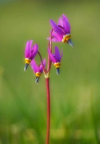 Shooting Star at Sunrise