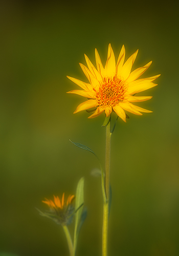 Balsamroot at Sunrise