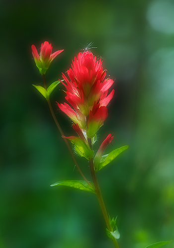 Dandelion Seed on Paintbrush