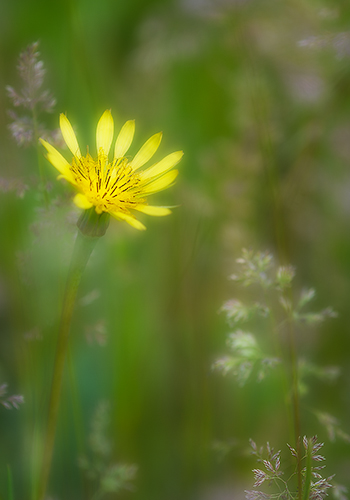 Goatsbeard Bouquet