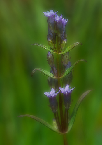 Northern Gentian - Floral Staircase