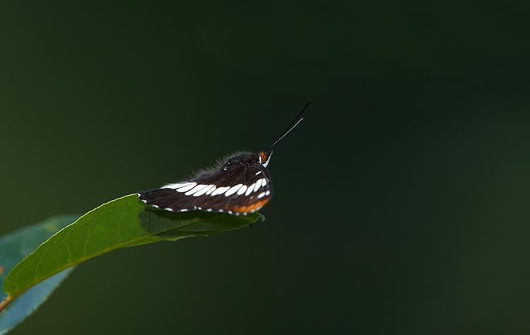 Guarding its Domain