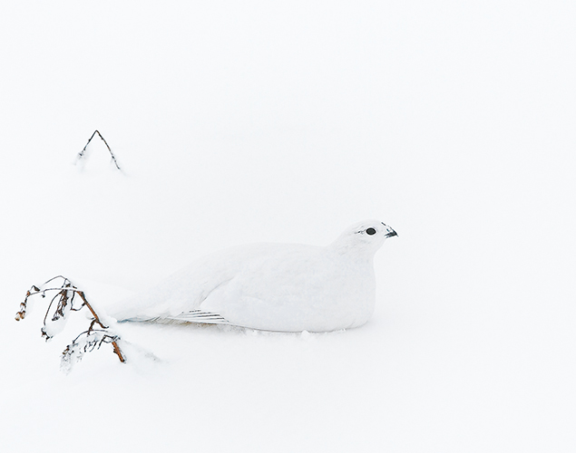 Pristine Ptarmigan