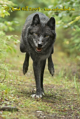 Gray Wolf Running