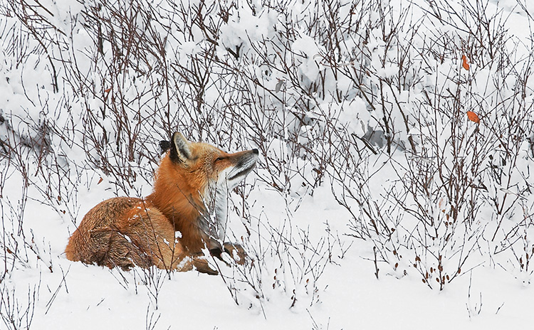 Red Fox - Contemplation