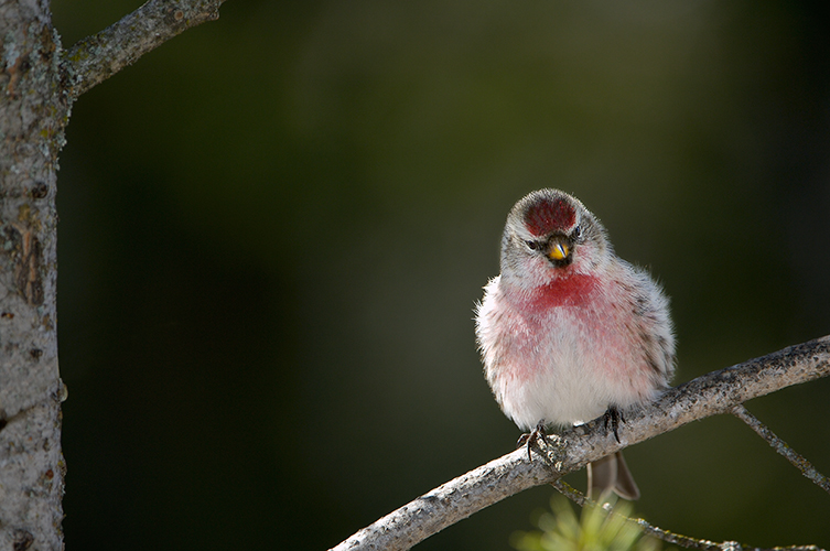 Common Redpoll in Morning Light