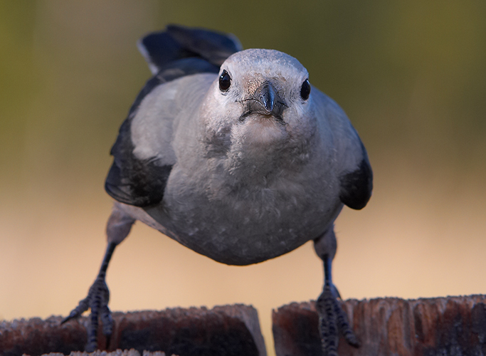 Clark's Nutcracker - Challenge!