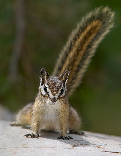 Chipmunk - Curiosity