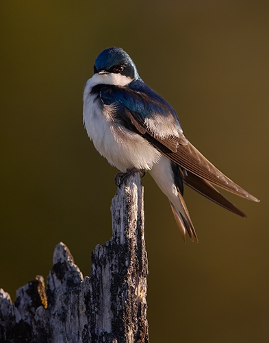 Proud Male at Sunrise