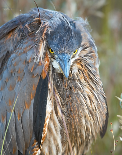 One Unhappy Bird