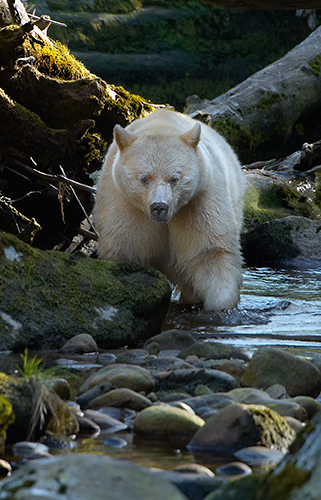 Spirit Bear Fishing in Stream