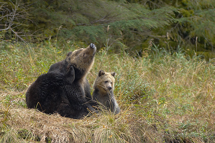 Grizzly Mother Scratching With Cub
