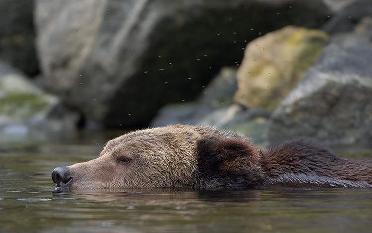 Grizzly Imitating a Crocodile