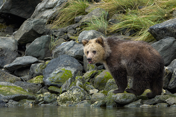 Grizzly Cub Along Estuary Edge