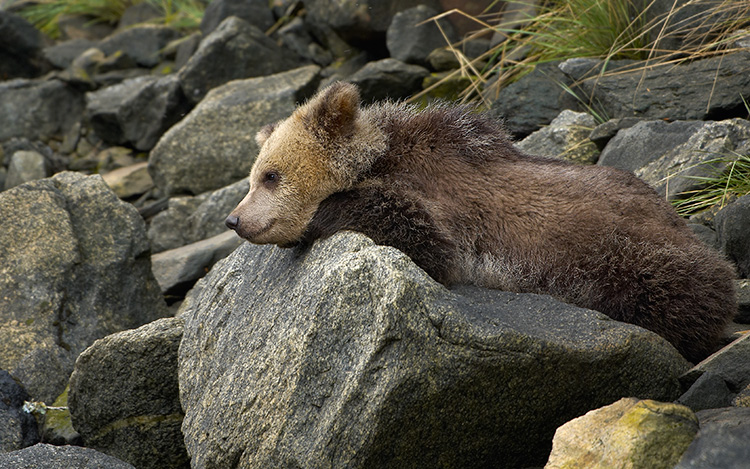 Grizzly Cub Contemplating Life