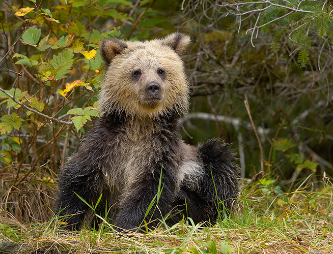 Grizzly Cub Scratching Belly