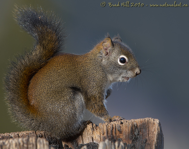 The Essential Red Squirrel