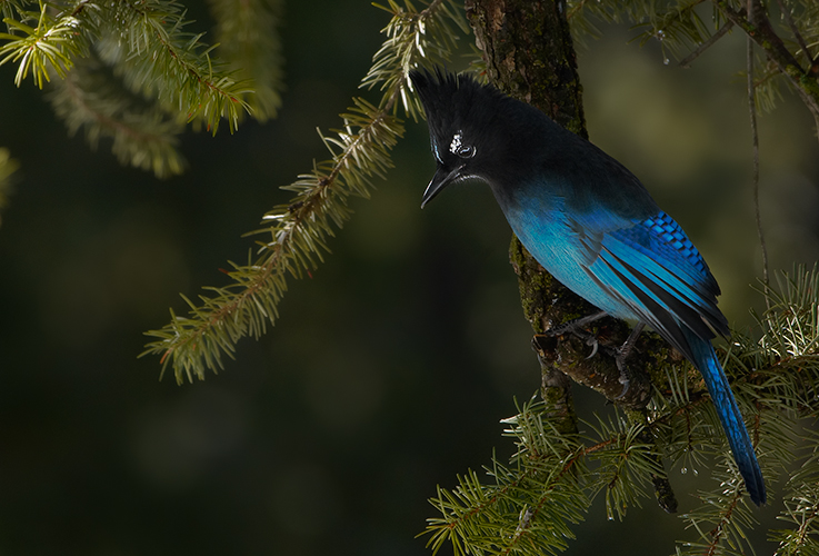 Steller's Jay in Shade