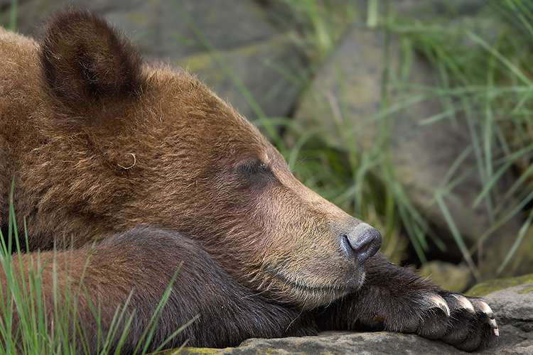 Snoozin' in the Khutzeymateen