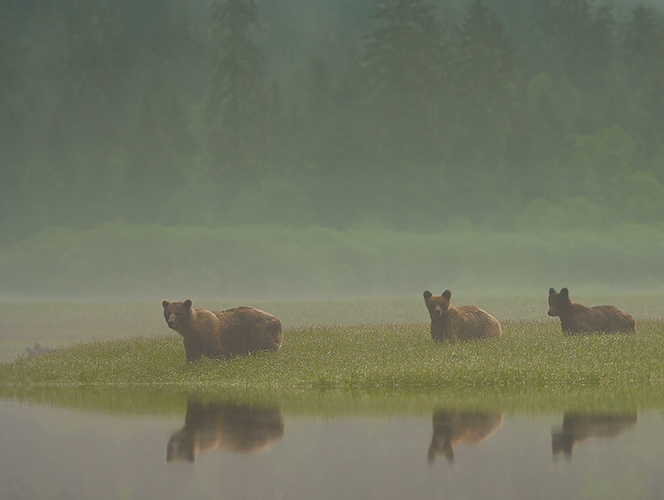 Grizzlies in the Mist