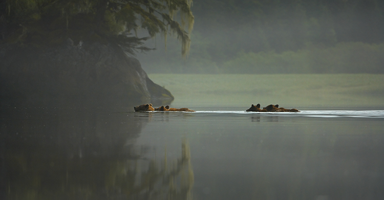 Misty Morning Dip