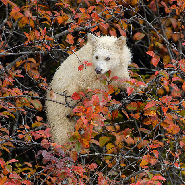 Kermode Cub in Fall Foliage